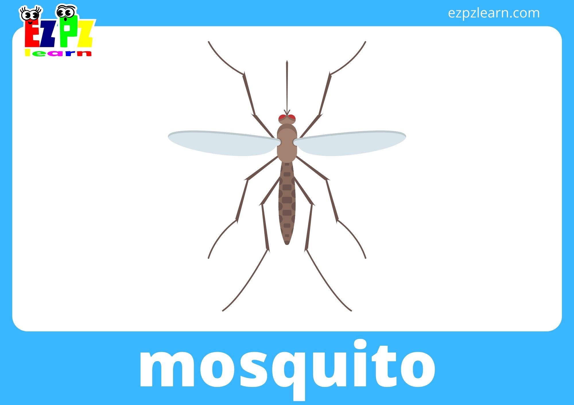 mosquito